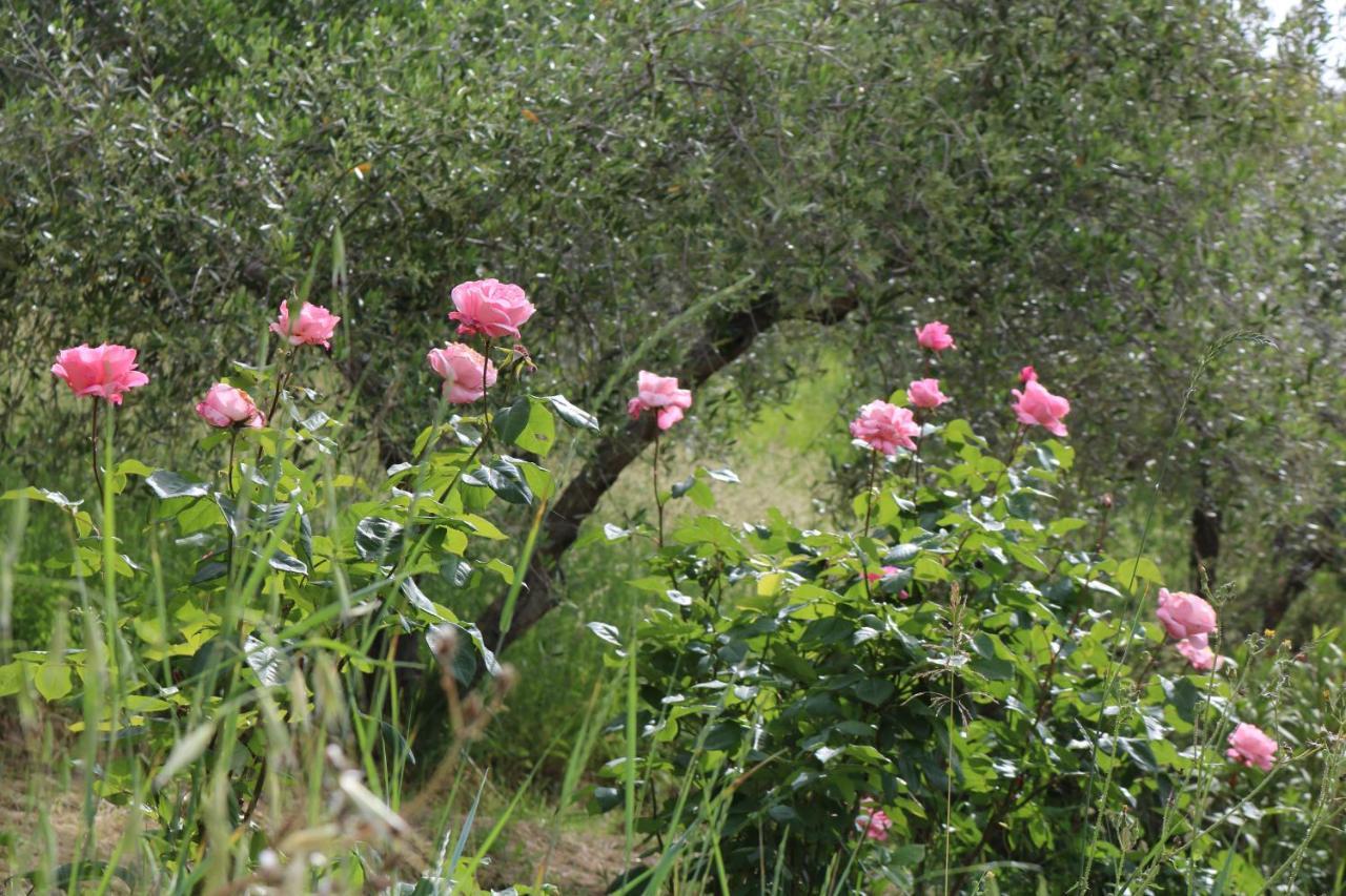 Bed & Breakfast Casa Lisetta Valtopina Eksteriør billede